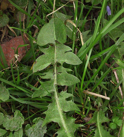 Skår-Vejmælkebøtte (Taraxacum intumescens)