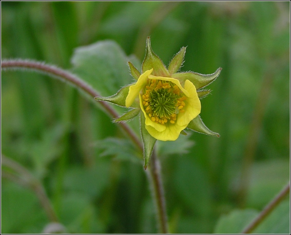 Høj Nellikerod (Geum x intermedium)