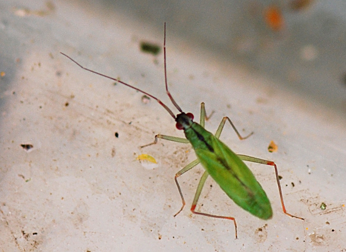 Sumpgræstæge (Teratocoris paludum)