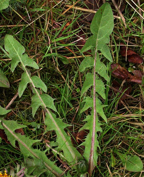 Flot Vejmælkebøtte (Taraxacum plicatifrons)