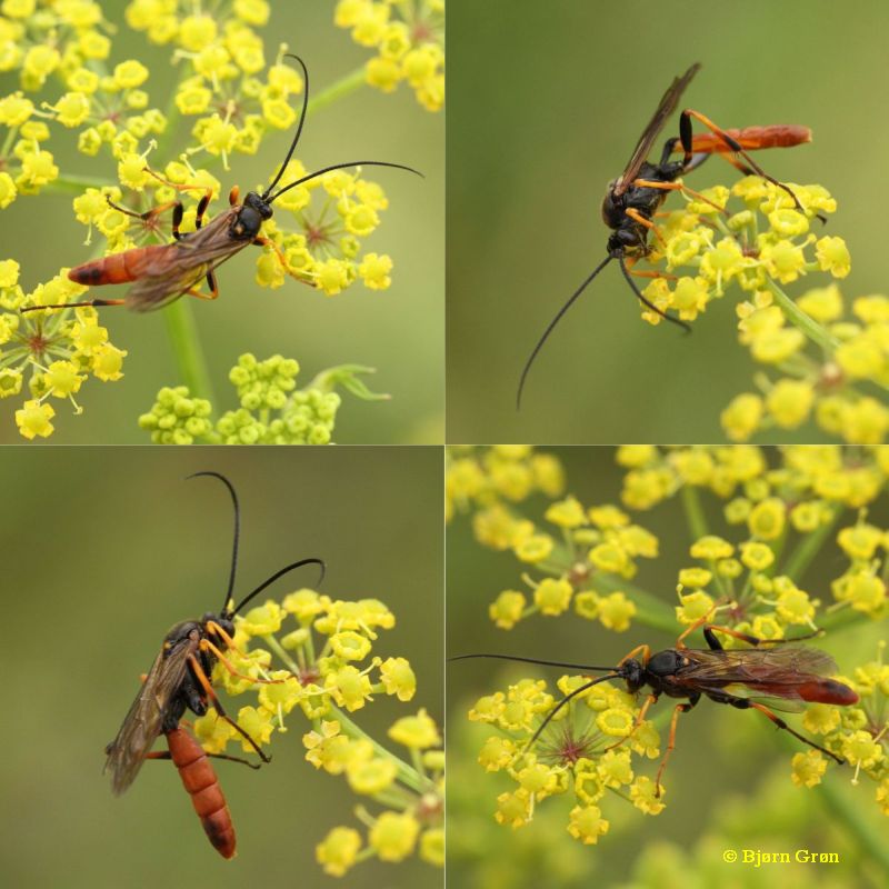 Diphyus longimanus (Diphyus longimanus)