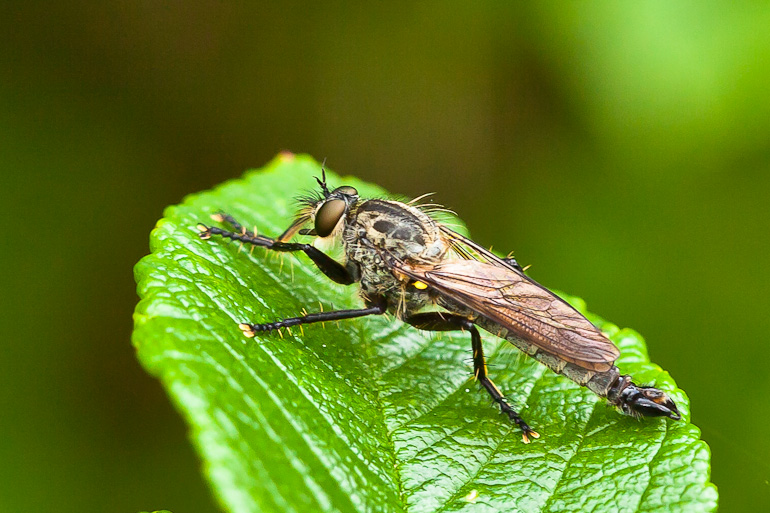 Broget Skægrovflue (Didysmachus picipes)