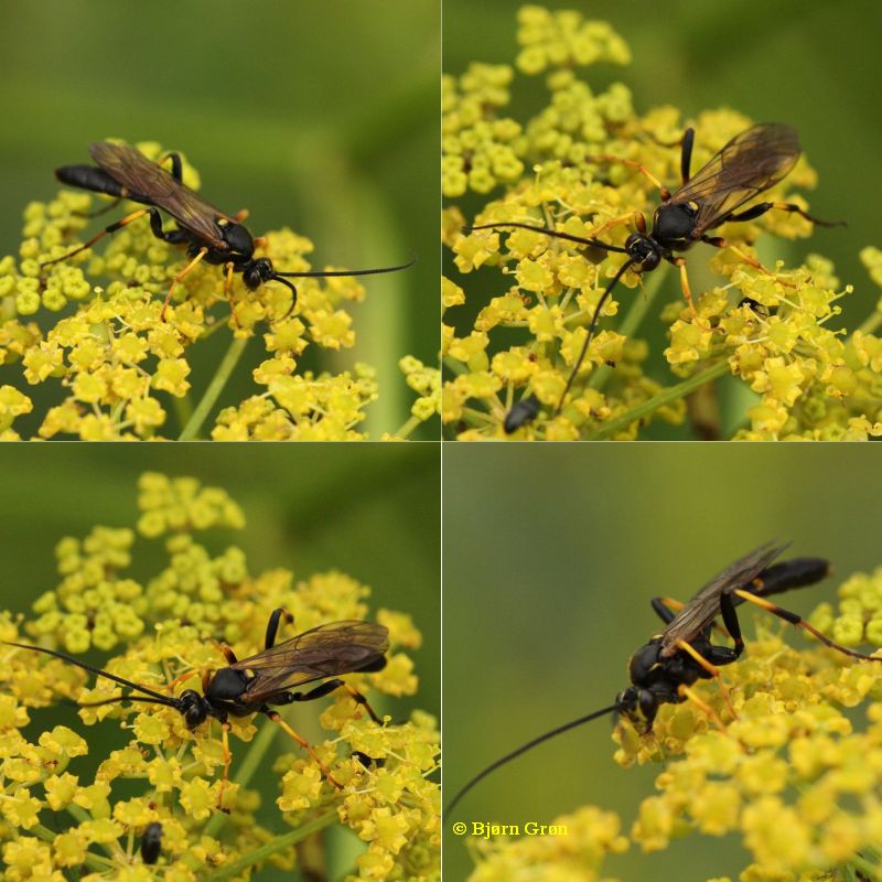 Patrocloides dubitatorius (Patrocloides dubitatorius)