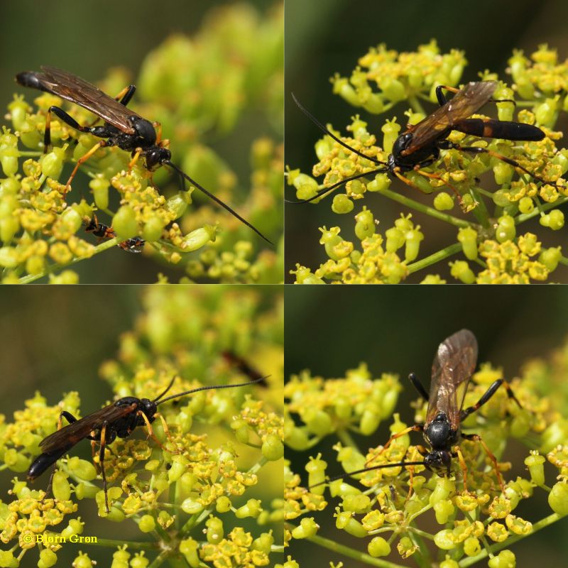 Patrocloides sp. (Patrocloides sp.)