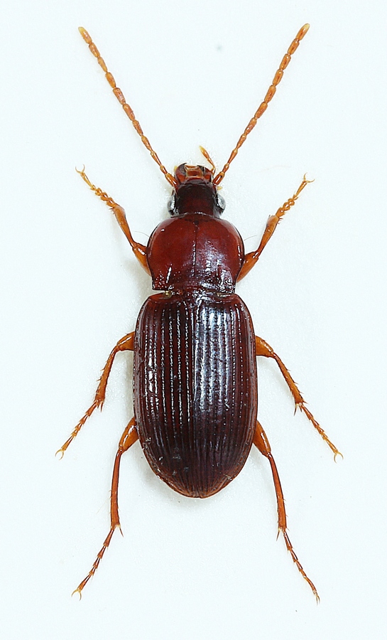 Lille Flad Jordløber (Pterostichus longicollis)
