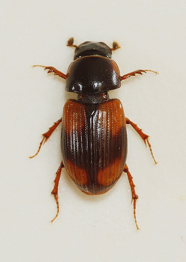Fireplettet Møgbille (Aphodius quadriguttatus)
