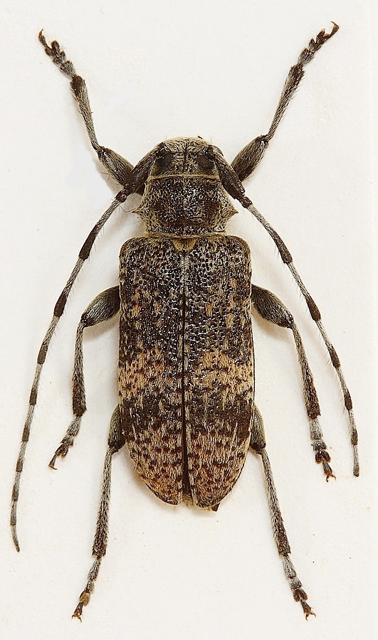 Prikket Gråbuk (Oplosia cinerea)