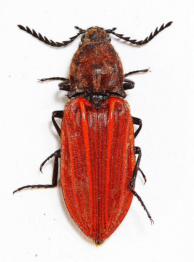 Anostirus purpureus (Anostirus purpureus)