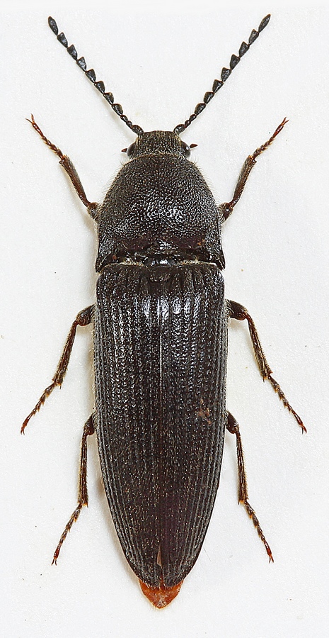 Finthåret Sortsmælder (Melanotus punctolineatus)