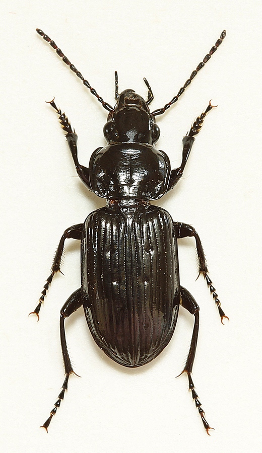 Laksort Jordløber (Pterostichus aterrimus)