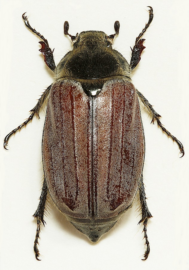 Sortrandet Oldenborre (Melolontha hippocastani)