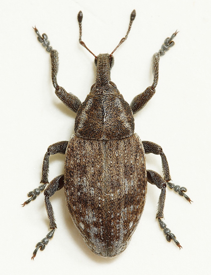 Lepyrus capucinus (Lepyrus capucinus)