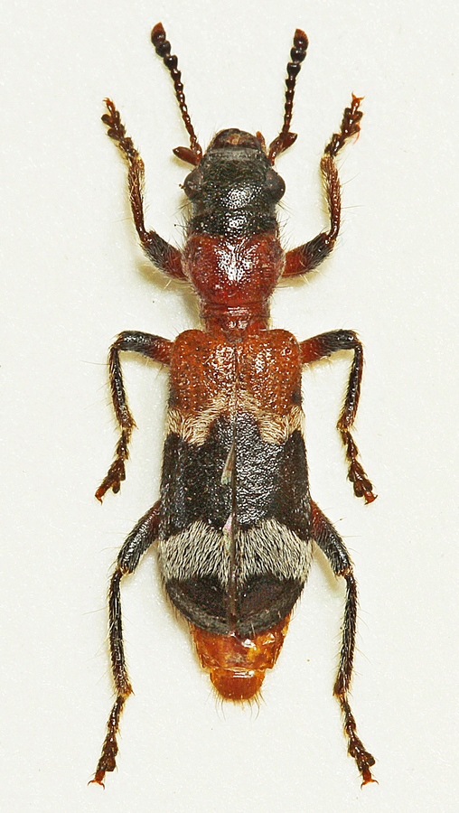 Thanasimus femoralis (Thanasimus femoralis)