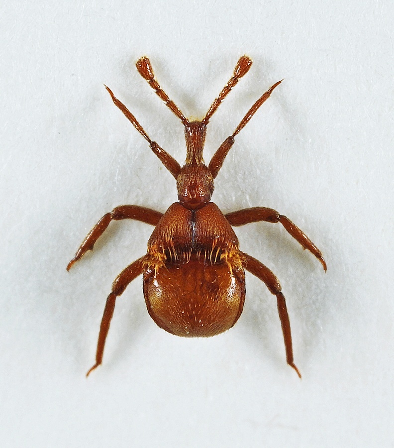 Langhornet Kølledrager (Claviger longicornis)