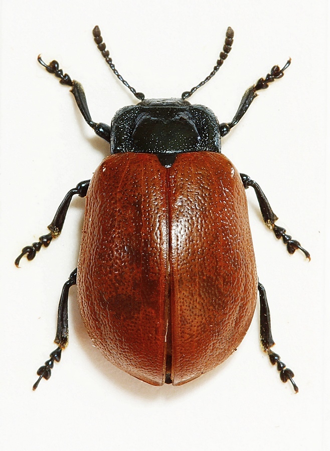 Aspebladbille (Chrysomela tremula)