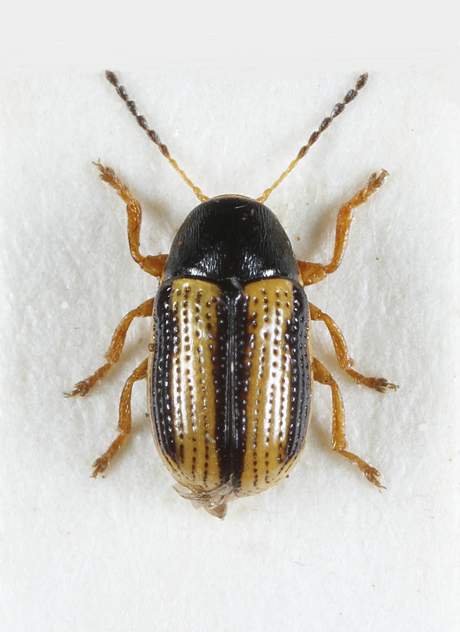 Tvestribet Faldbille (Cryptocephalus bilineatus)