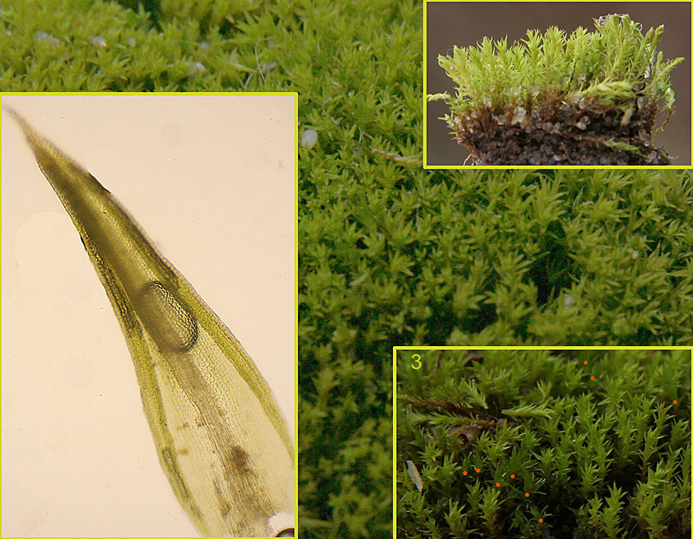 Spids Rullerand (Pseudocrossidium hornschuchianum)