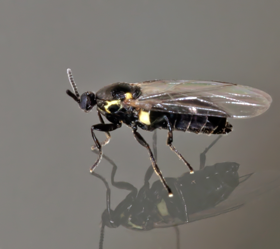 Scatopse notata (Scatopse notata)