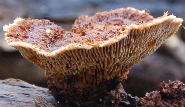 Tømmer-Korkhat (Gloeophyllum trabeum)