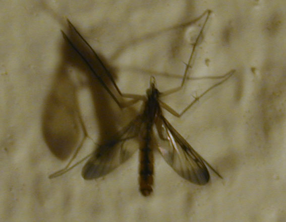 Cerotelion sp. (Cerotelion sp.)