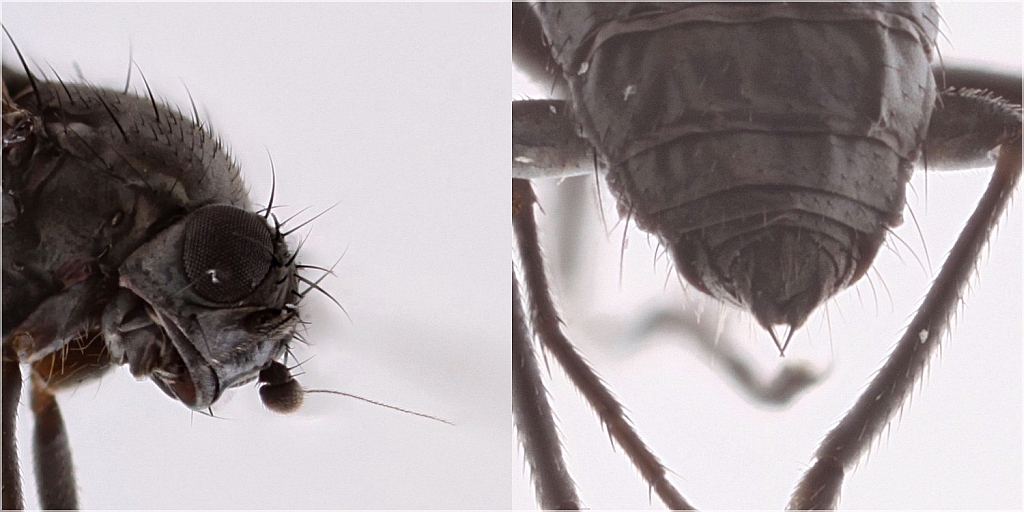 Pseudocollinella humida (Pseudocollinella humida)