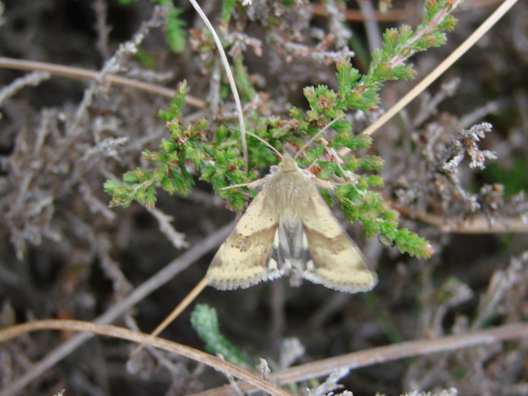 Klokkelyng-Ugle (Heliothis maritima)