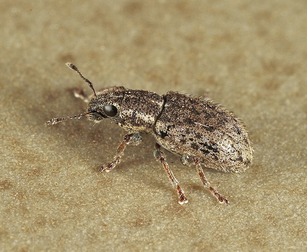 Sitona macularius (Sitona macularius)