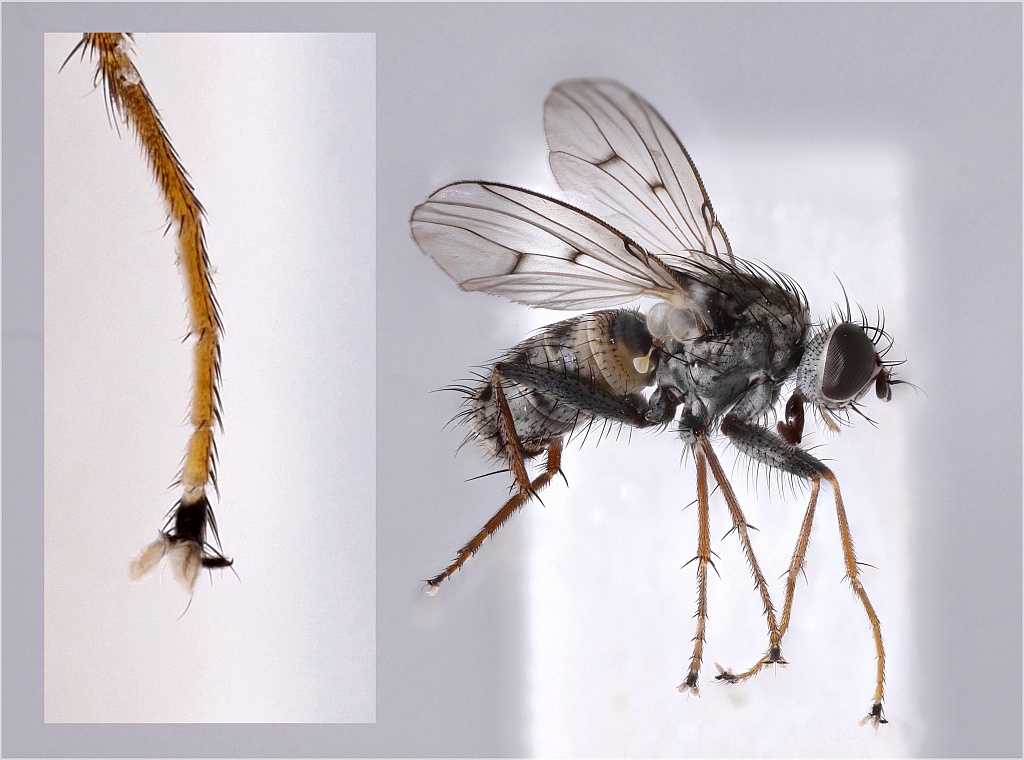 Lispocephala alma (Lispocephala alma)