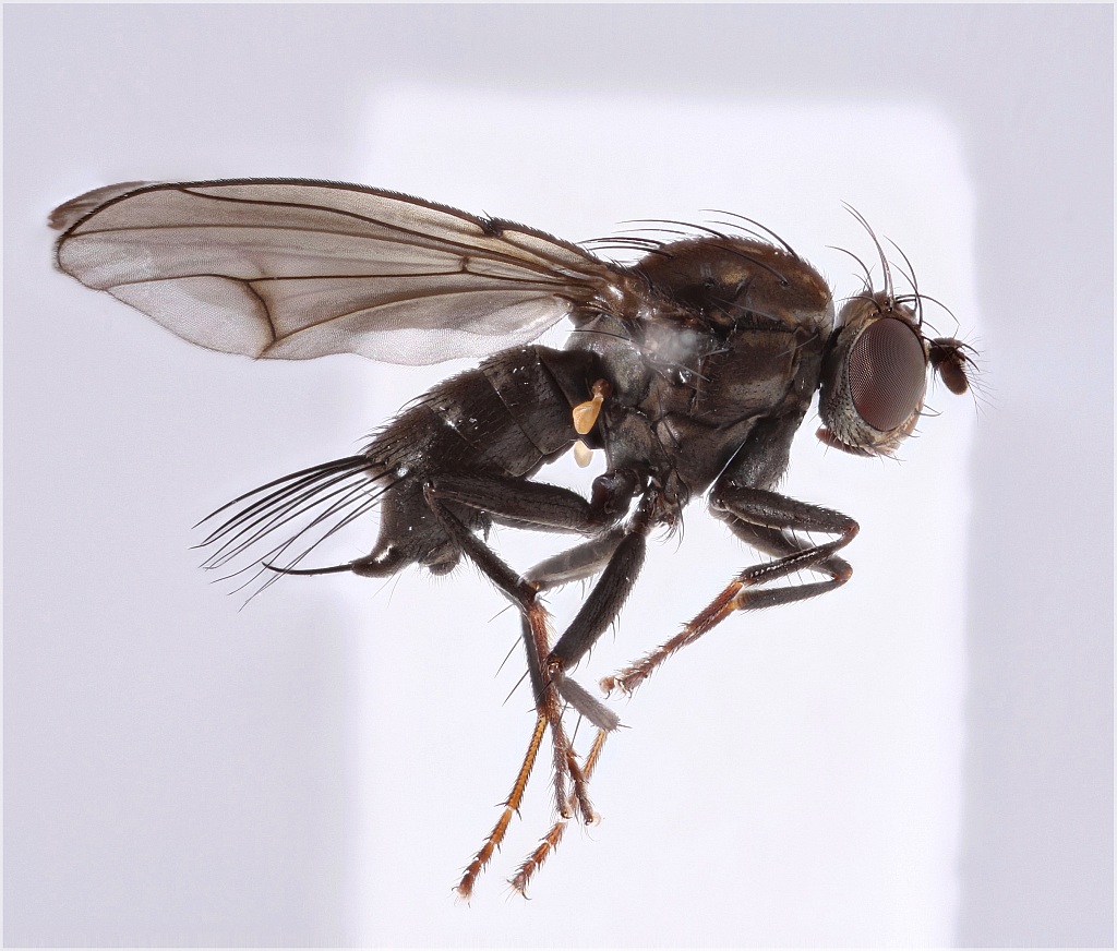 Dichaeta caudata (Dichaeta caudata)