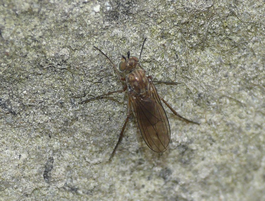 Thinophilus flavipalpis (Thinophilus flavipalpis)
