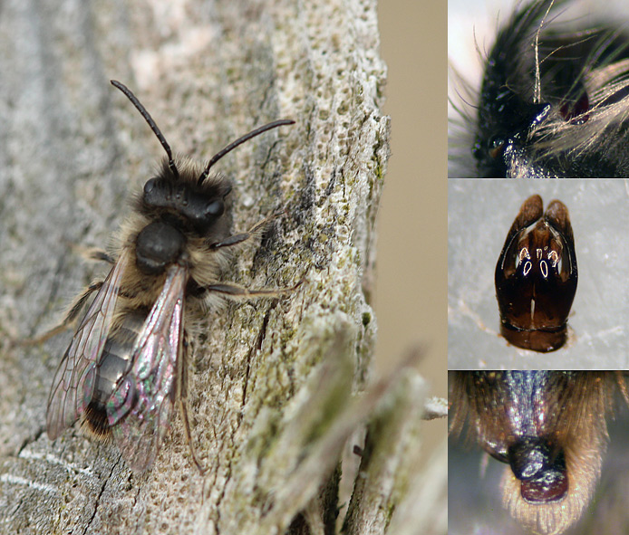 Stor Pilejordbi (Andrena apicata)