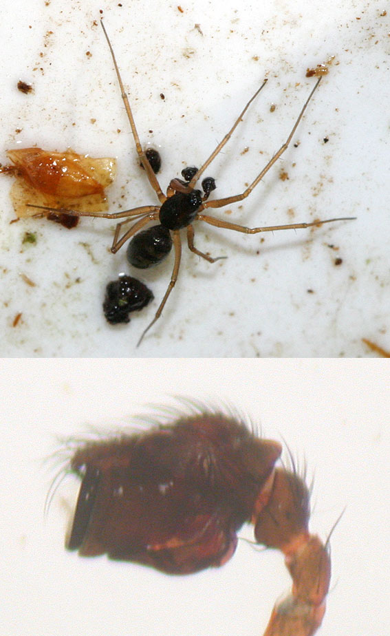 Bathyphantes nigrinus (Bathyphantes nigrinus)