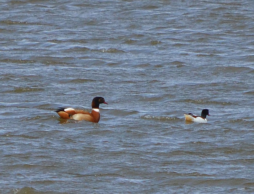 Rustand x Gravand (hybrid) (Tadorna ferruginea x T. tadorna)