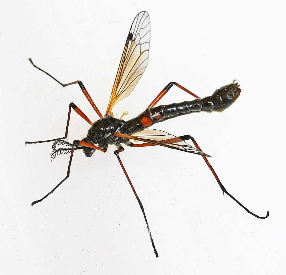 Tanyptera nigricornis (Tanyptera nigricornis)