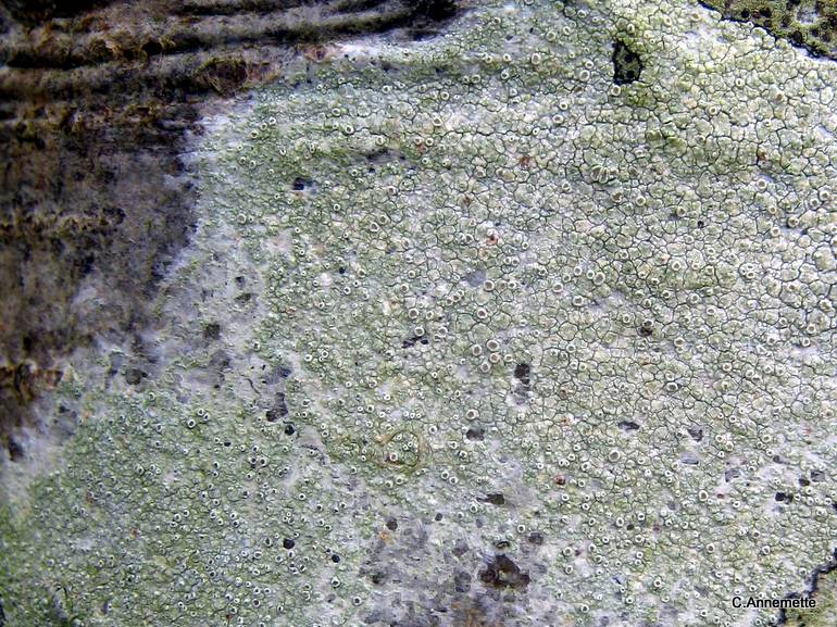 Lecanora sect. Subfusca (Lecanora sect. Subfusca)