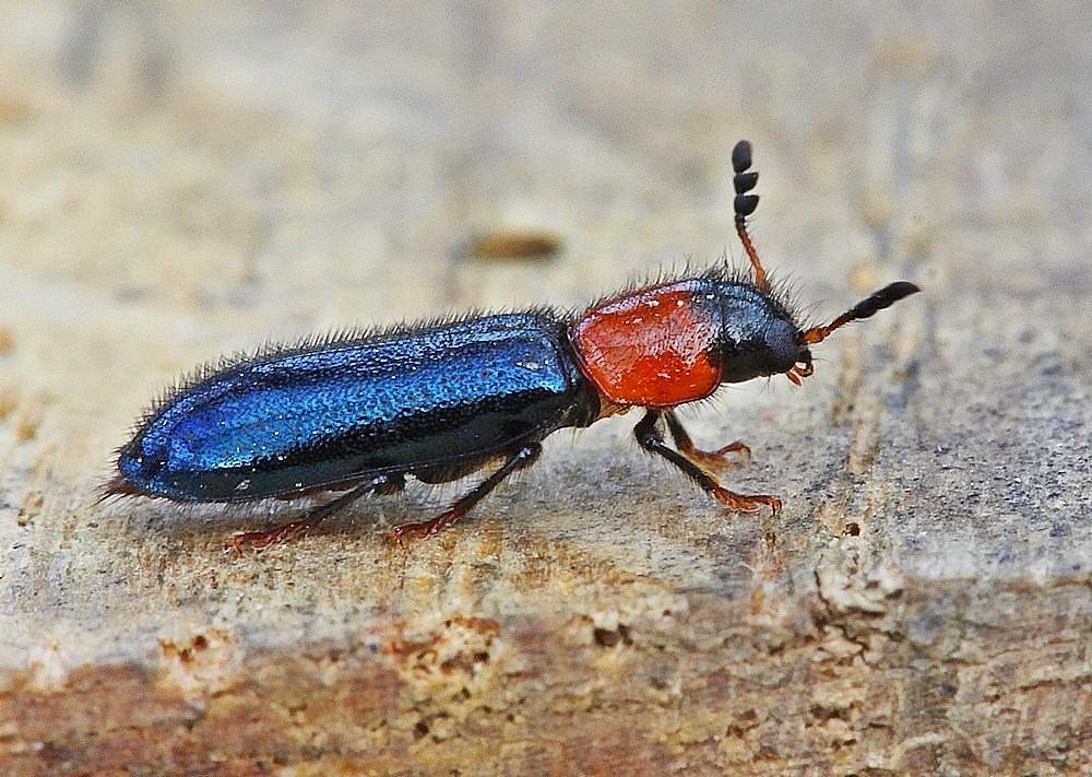 Dermestoides sanguinicollis (Dermestoides sanguinicollis)