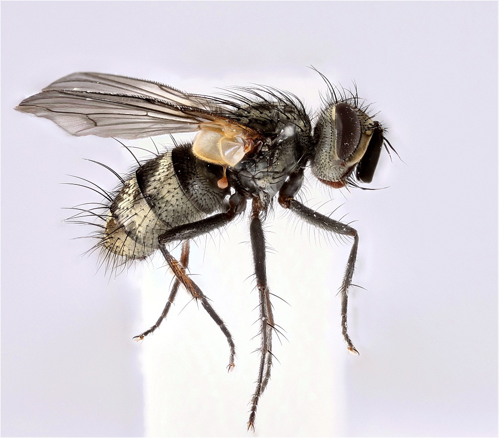 Cyzenis albicans (Cyzenis albicans)