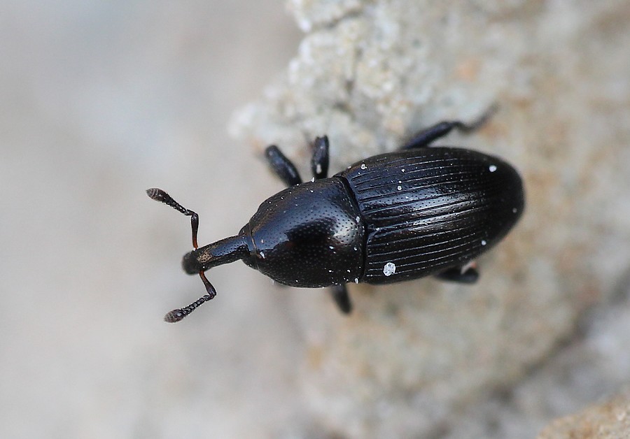 Melanobaris laticollis (Melanobaris laticollis)