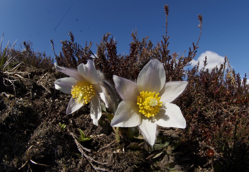 Vår Kobjælde Observation Nb 781292 Naturbasen