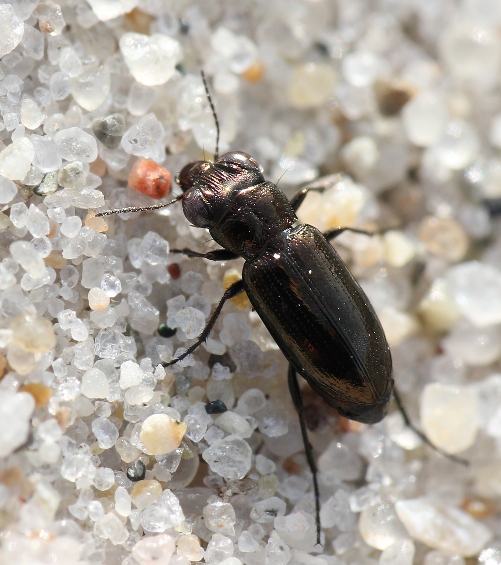Notiophilus aesthuans (Notiophilus aesthuans)