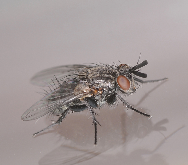 Ørentvistsnylteflue (Triarthria setipennis)