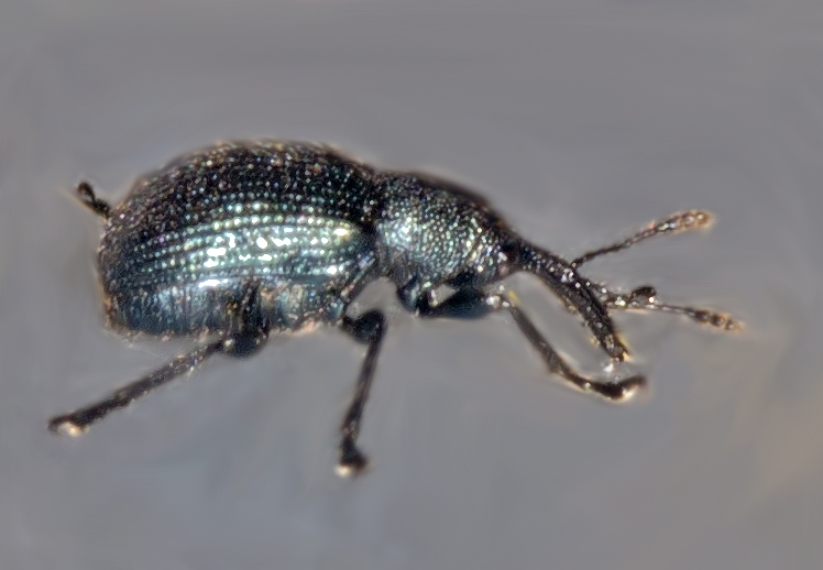 Neocoenorrhinus interpunctatus (Neocoenorrhinus interpunctatus)