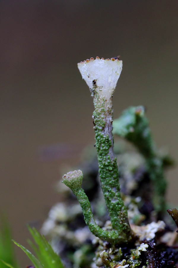 Gulgrøn Bægerlav (Cladonia carneola)