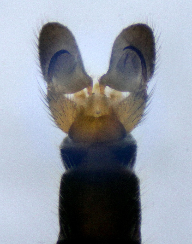 Rhipidia uniseriata (Rhipidia uniseriata)