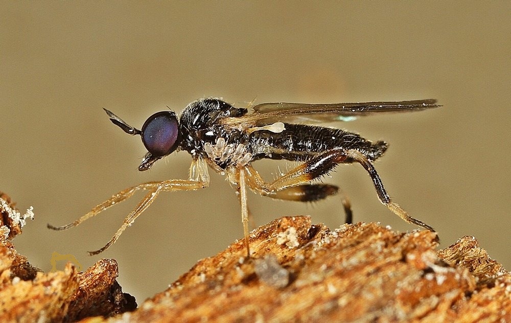 Oedalea hybotina (Oedalea hybotina)