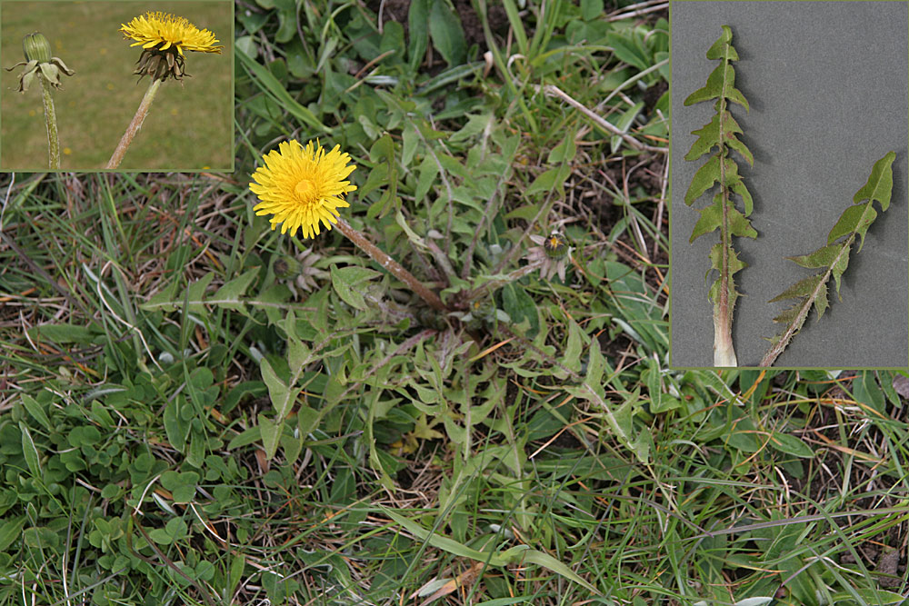 Dunet Vejmælkebøtte (Taraxacum barbatulum)