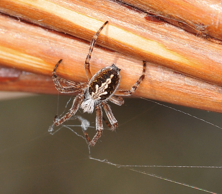 Aculepeira ceropegia (Aculepeira ceropegia)