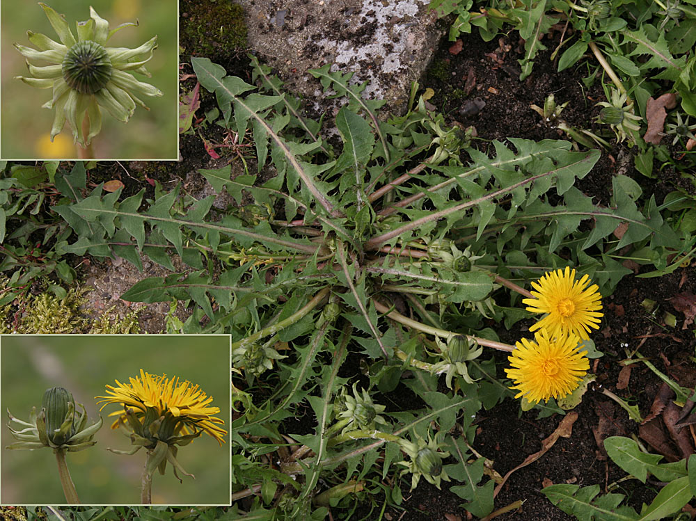 Udtaget Vejmælkebøtte (Taraxacum optivum)