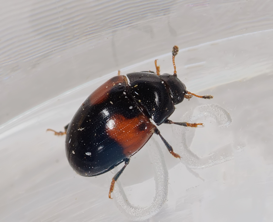 Tritoma bipustulata (Tritoma bipustulata)