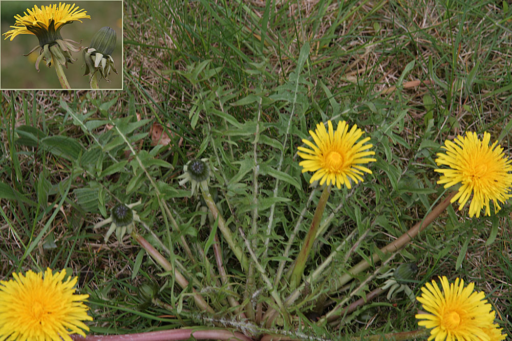 Splittet Vejmælkebøtte (Taraxacum ruptifolium)